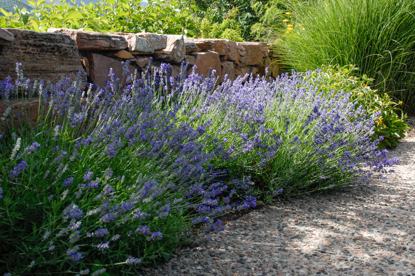 Munstead English Lavender